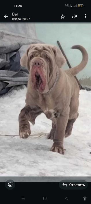 Мастино неаполитано