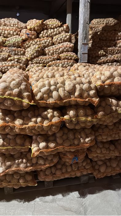 Cartofi de vanzare jud. Harghita