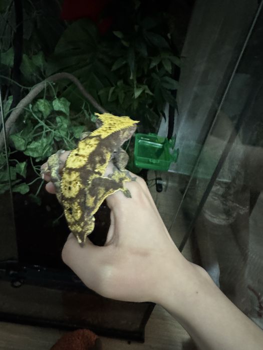 De vânzare gecko crestat + terariu Exo Terra