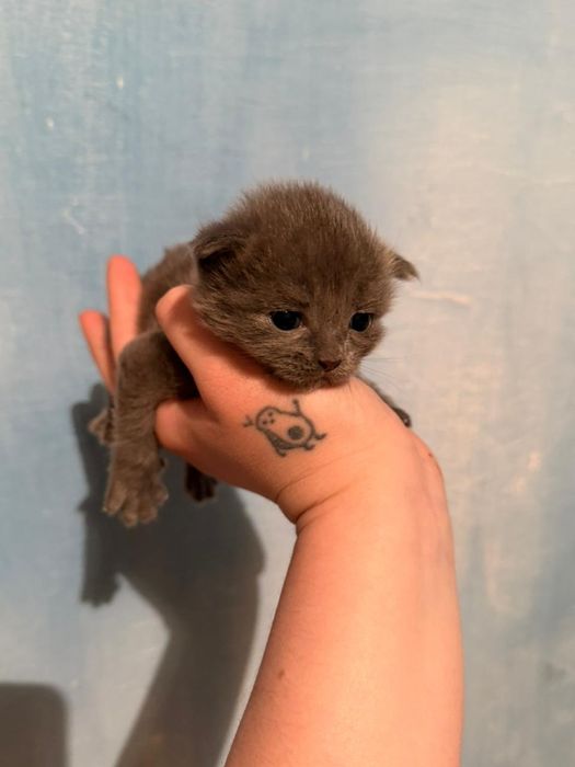 Отдаём  котята в добрые руки