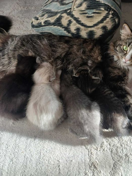 Отдам котят в добрые руки