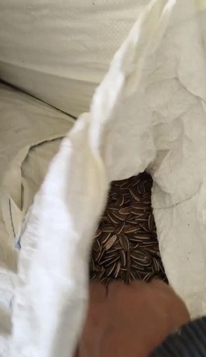 Продам Семечки новый уражай