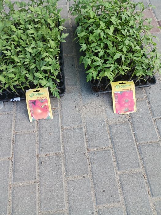 Rosii plic original reyana f1 și prekosf1 pentru plantat