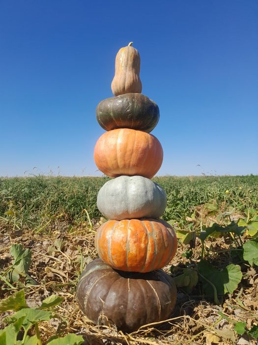 Асқабақ бар пісіп тұр