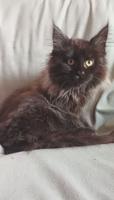 Девочки Мейн-Кун