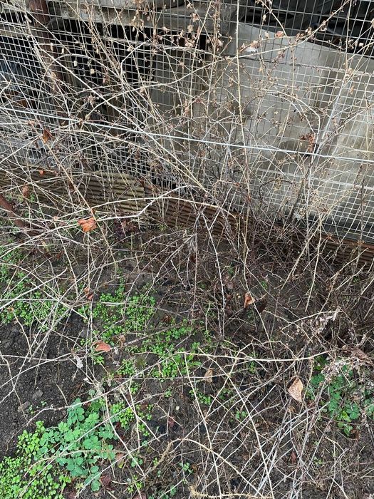 Продам саженцы  крыжовника