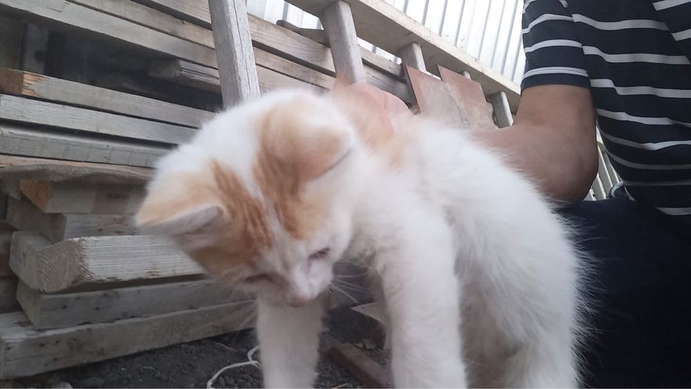 Котенок в добрые руки