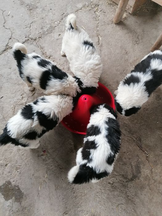 Dau spre adopție iubitorilor de animale ce se vede în poze