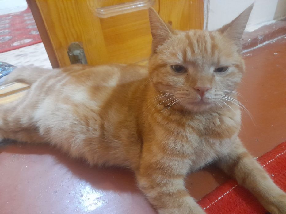 Mushuk hadyaga beriladi