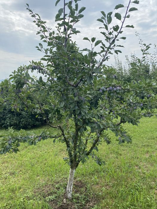 Toaletare pomii fructiferi