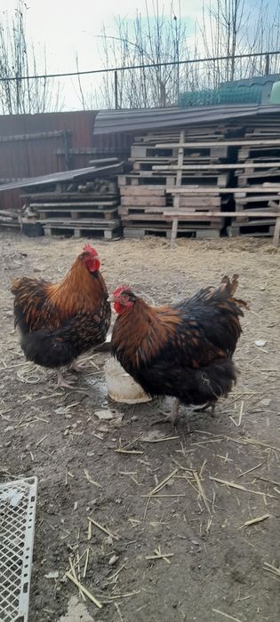 Продаём петушков