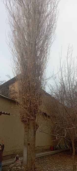 5 ta kotta ko'k  terak sotiladi