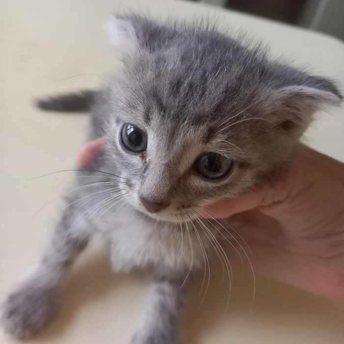 Вислоухий котёнок 1 мес мальчик
