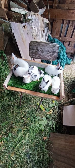 Iepuri rasa pitică cap de leu toy