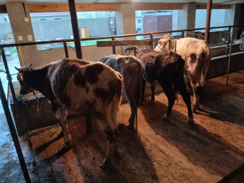 Таналар сатылады .