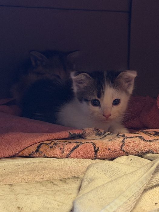 Котята в хорошие руки