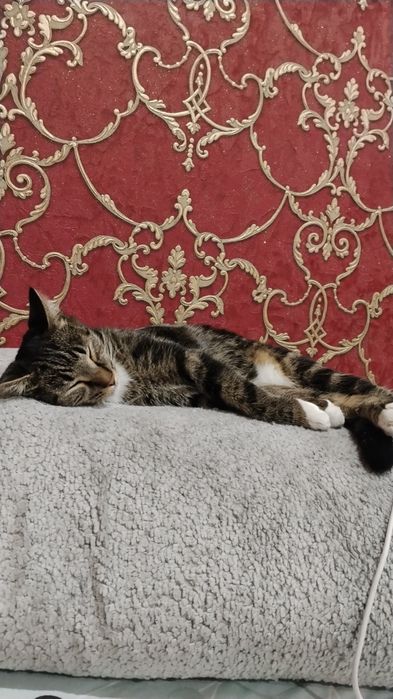 Котенок в добрые руки