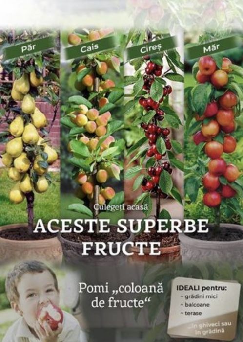 Pomi columnari anul 2/3/4 de camp