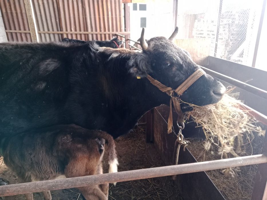 Карова Алатауски парода