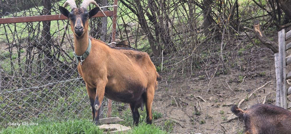 Țap alpin francez ciut,o capră și un ied