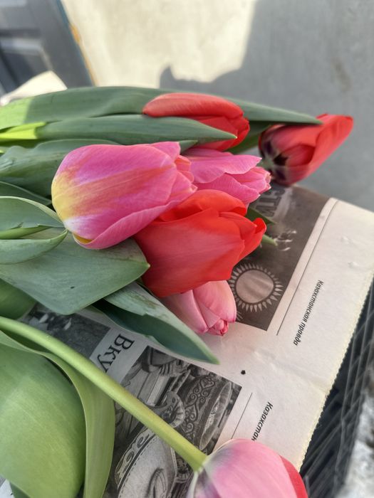 Тюльпаны оптом и по 30штук