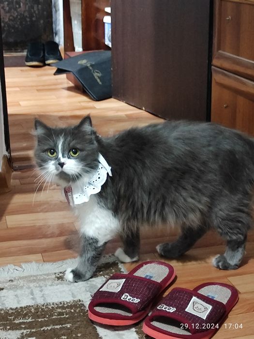 Сибирская красотка