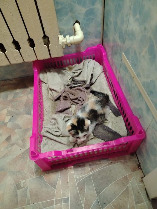 Котята девчата. домашние