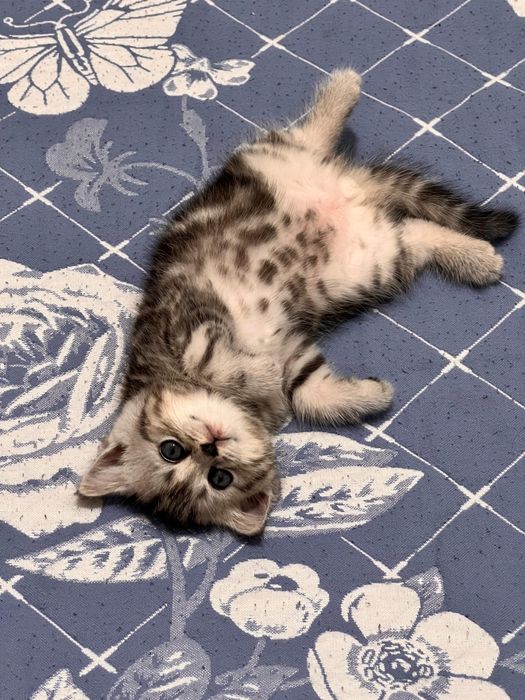 Кошка,котёнок,котята