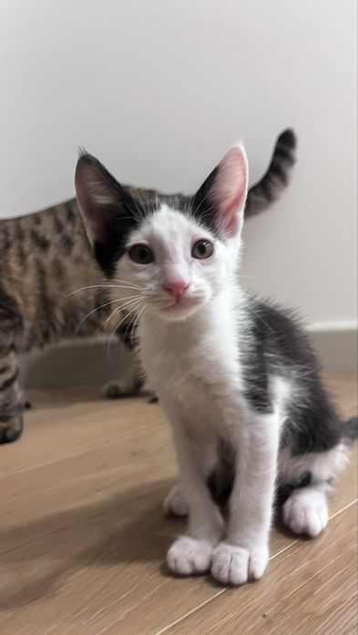 Кошка и котята в добрые руки