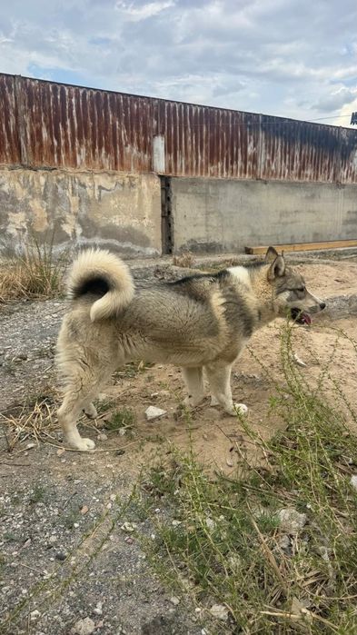 Сибирское Лайка 100%