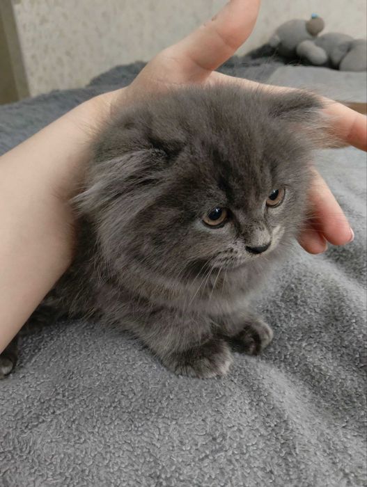Продается котенок скотиш фолд мальчик хайленд