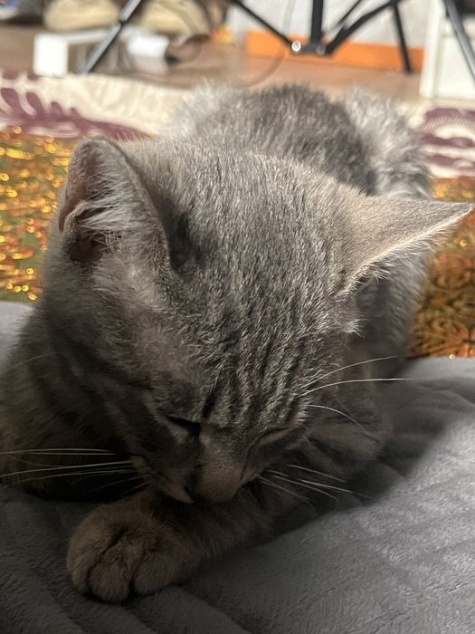 Котик кот бесплатно