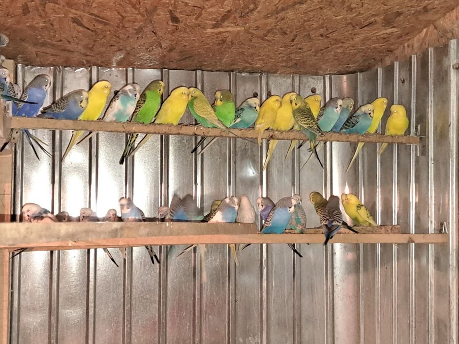 Vand perusi  tineri si maturi