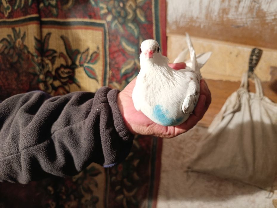 Голуби бакинцы год