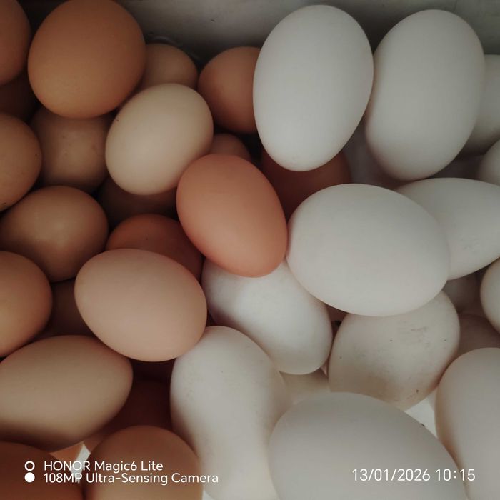 Oua gasca și găină