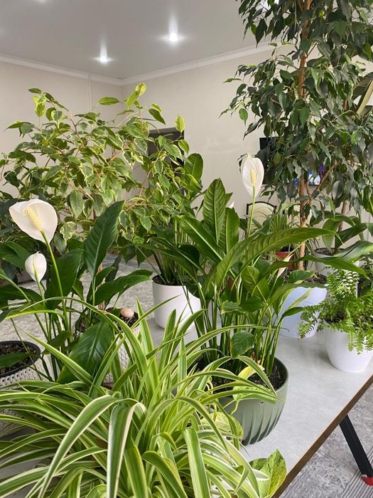 Гүлдер сатылады ( 3000 тг баста)