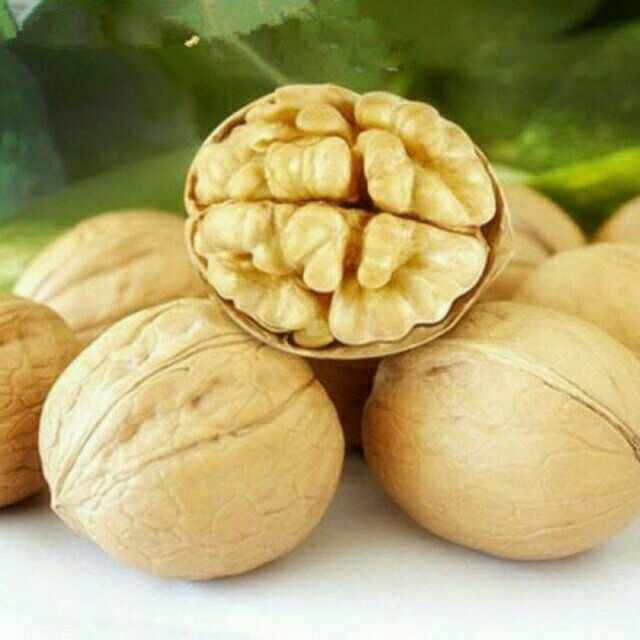 Тоза интинсиб ва поли карлик е́онгок кучатлари