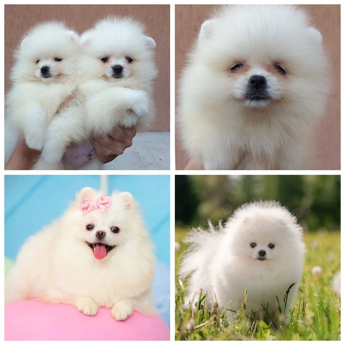 Шикарные малыши на любой вкус