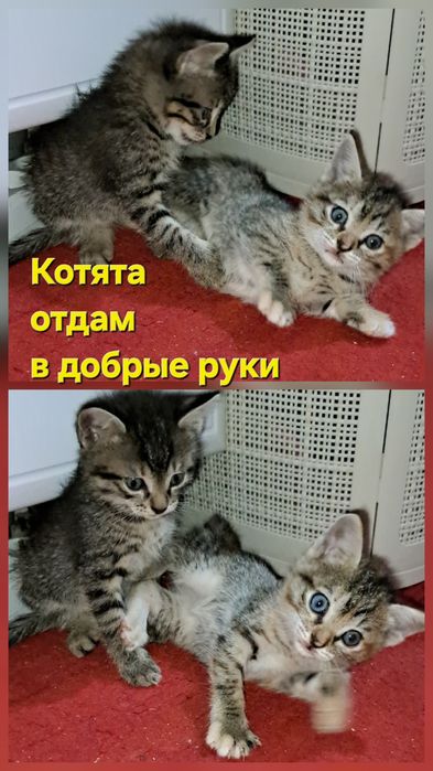 Котята, отдам в добрые руки