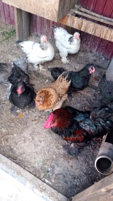 Куры домашние 5000