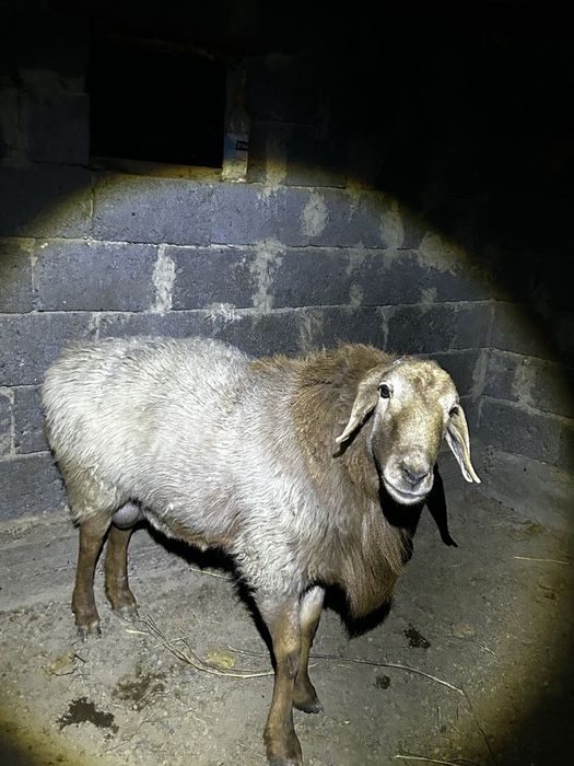 Қошқар сатылады гисар