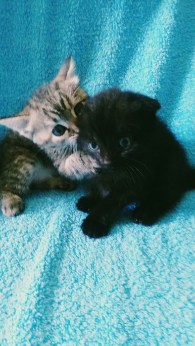 Отдам котят в добрые руки