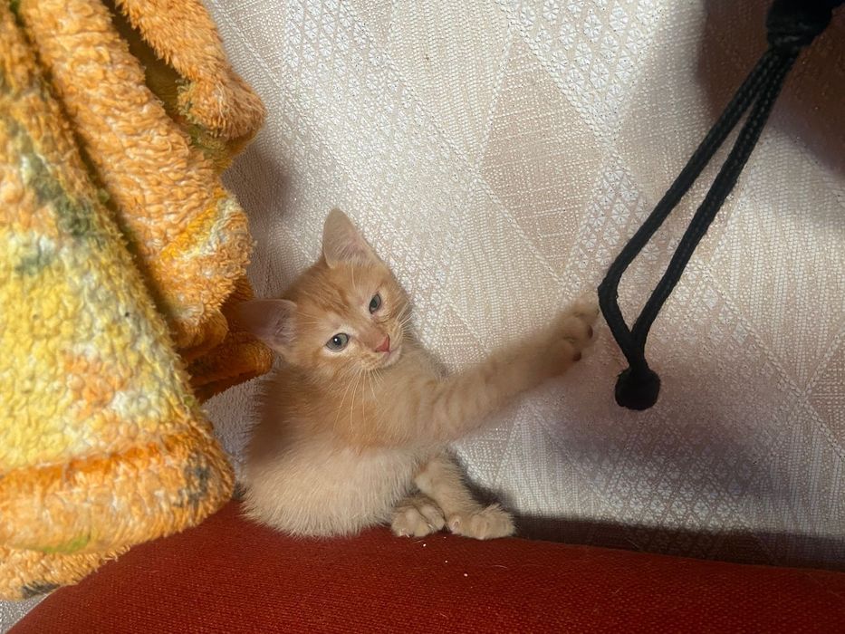 Отдам бесплатно котят