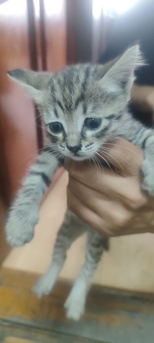 Отдам котят в добрые руки , возраст 1 месяц