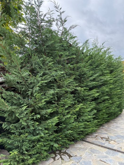 Plante naturale din Pepiniera