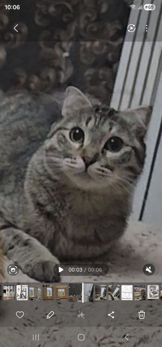 Пропала кошка.серая вислоухая