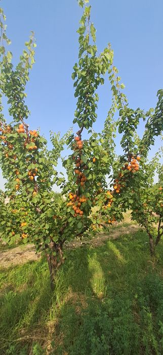 Mevali ko'chatlar sotamiz garantiyalik