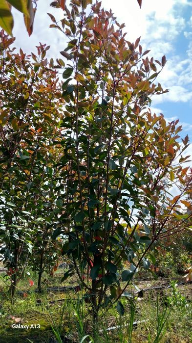 Photinia Red Robin 2,5 m