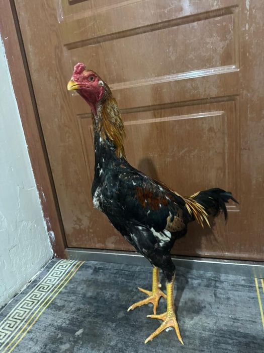 Продам  жужика среднего роста