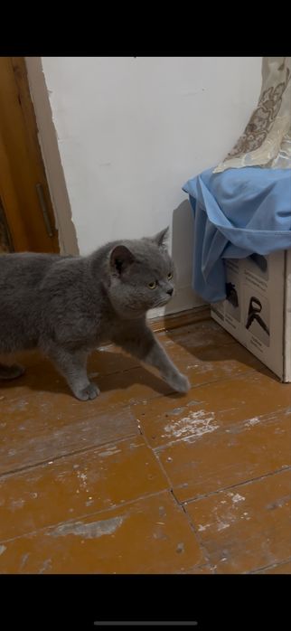 Britaniski muwuk rangi seriy zoti tozaa